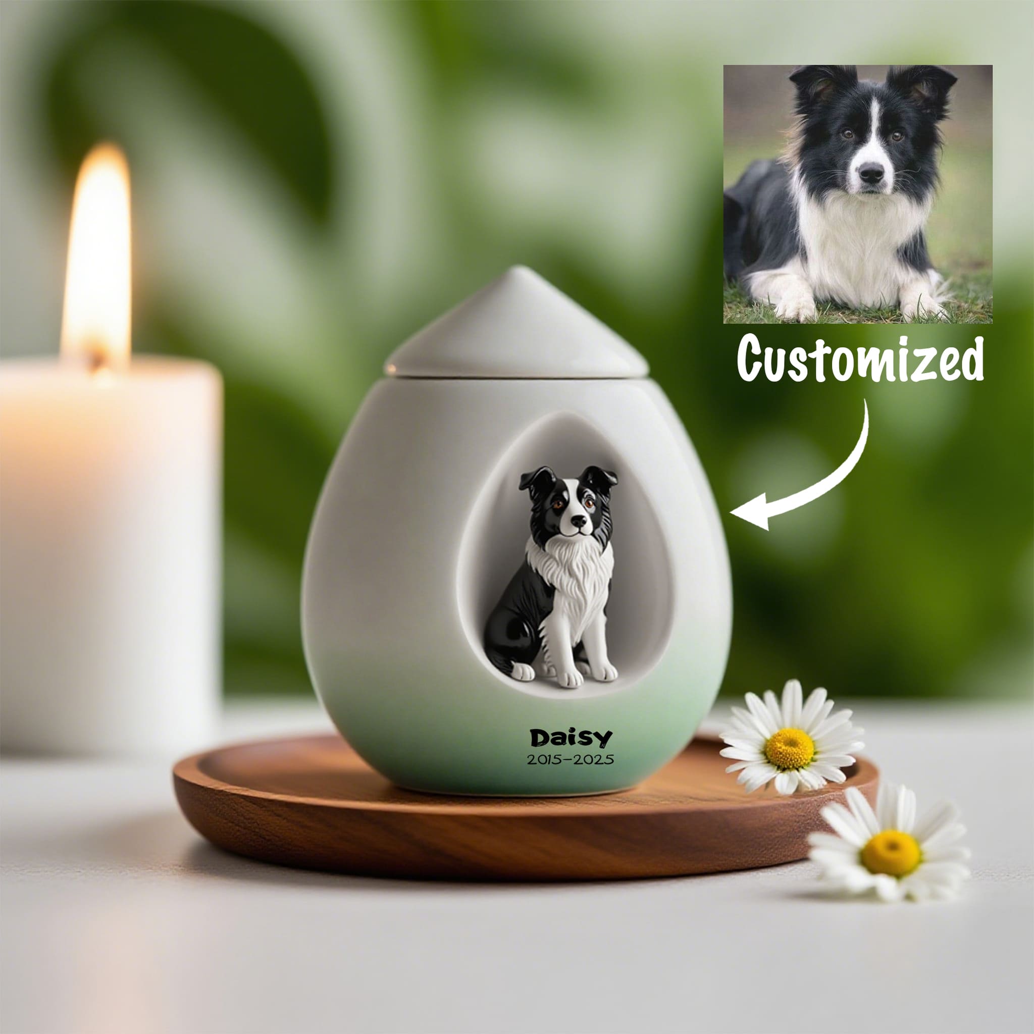 Tailor - Made Border Collie Pet Urn - Honor Daisy's Journey 2015 - 2025 with Delicate Daisy Blooms
